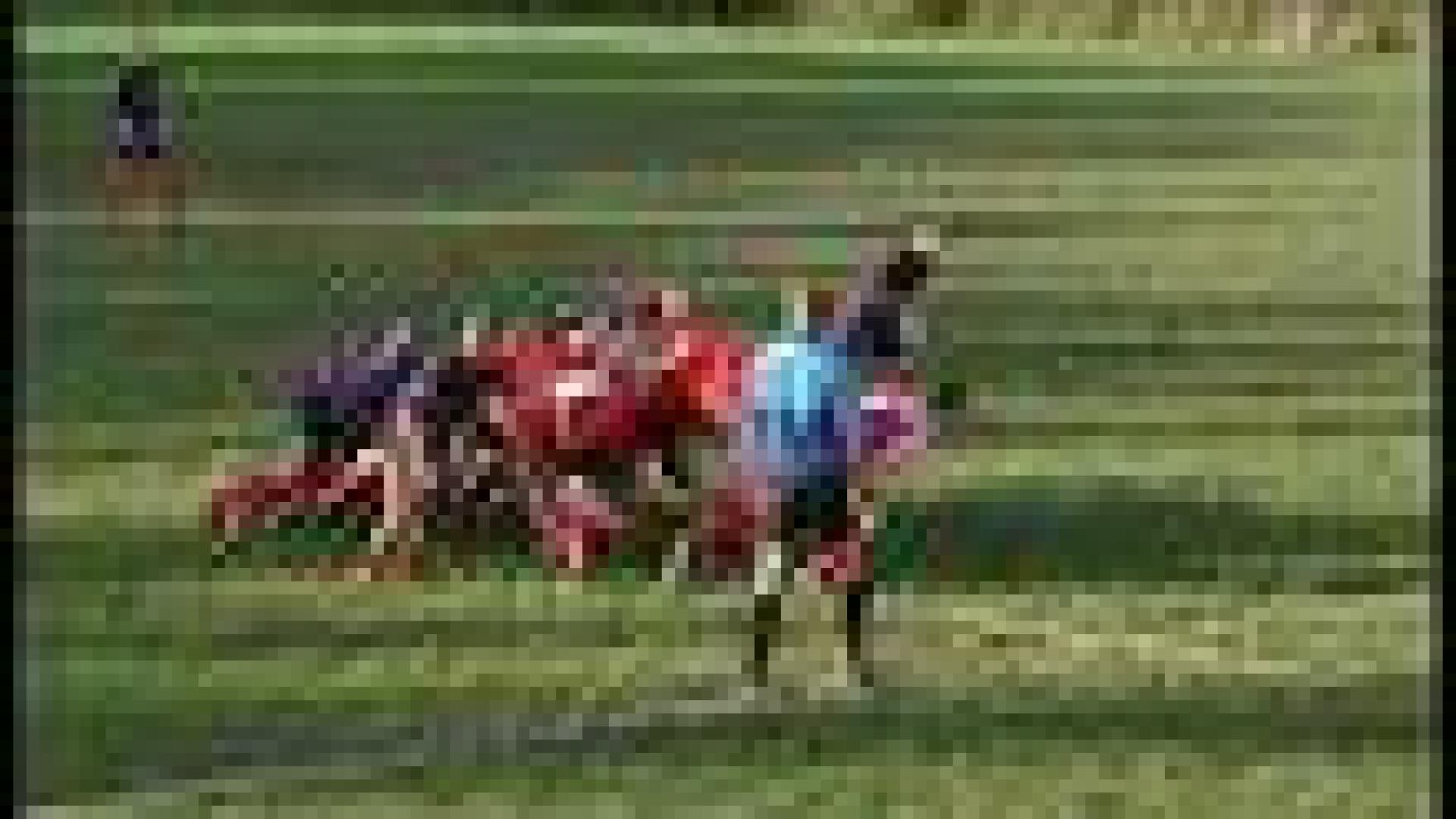 Sport-étude : rugby